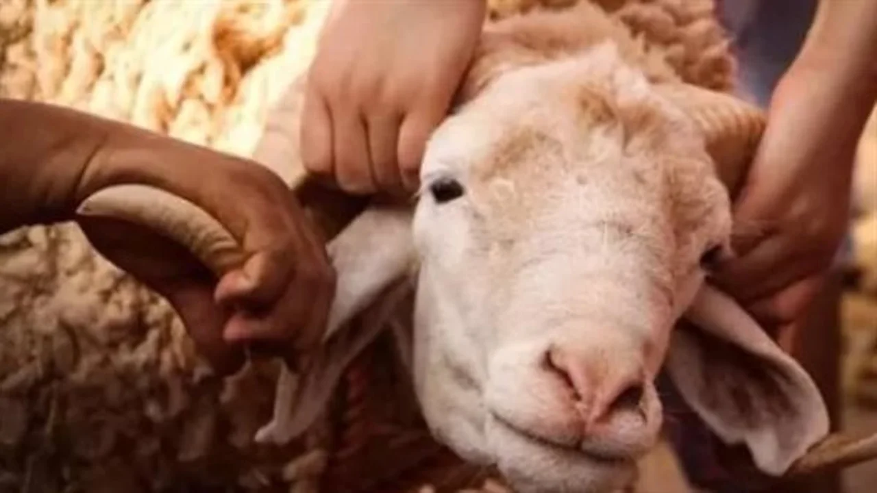 مجازر مجانية.. مصر تستقبل عيد الأضحى في جميع المحافظات